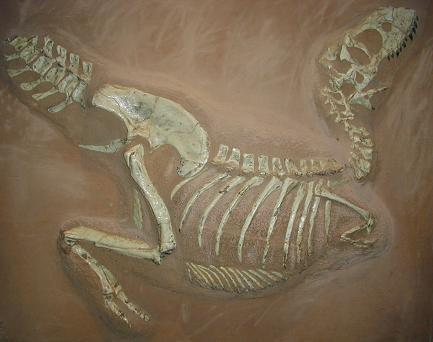 fossiletarbo